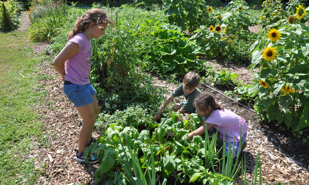 Jardinage au potager